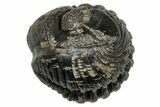 Wide, Enrolled Pedinopariops Trilobite - Mrakib, Morocco #347752-2